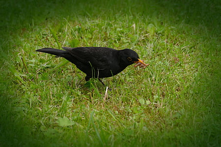 Blackbird, Turdus Kos, pravda, pták, druhy, sníží rodina, Drozdovití