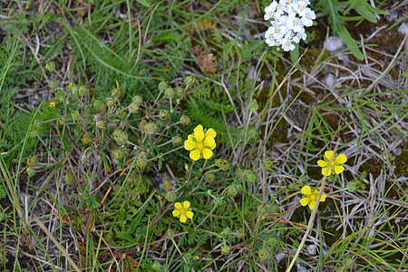 nature, sweden, silverweed, summer, meadow, yellow, white