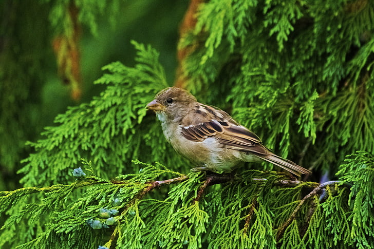 Vogel, Natur, Baum, ein Tier, grüne Farbe, tierische wildlife, Tiere in freier Wildbahn