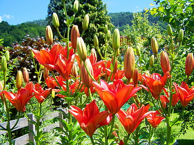 Lily, oranžovo-červené kvety, letné kvety