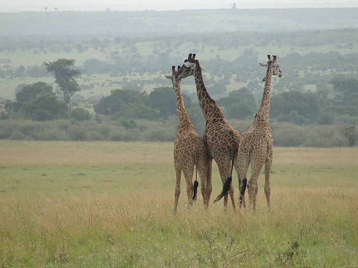 giraffen, Oost-Afrika, dierenwereld