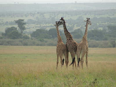 girafes, l'Àfrica Oriental, món animal