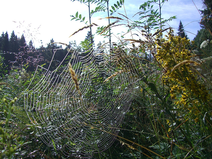 teranyina, web de l'orbe, aranya, xarxa, herbes, arbust, Avet
