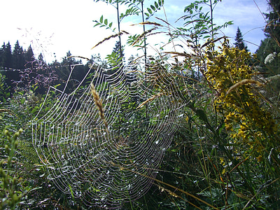 cobweb, orb web, spider, network, herbs, bush, spruce