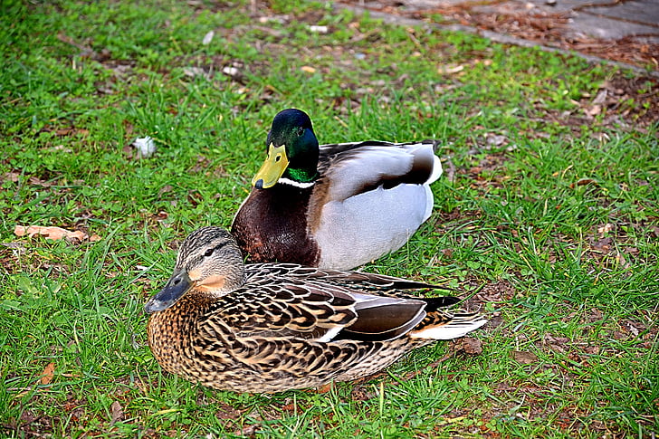 pair of ducks, spring, lovers