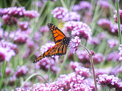 bướm, màu da cam, Hoa, Thiên nhiên, côn trùng, đầy màu sắc, động vật
