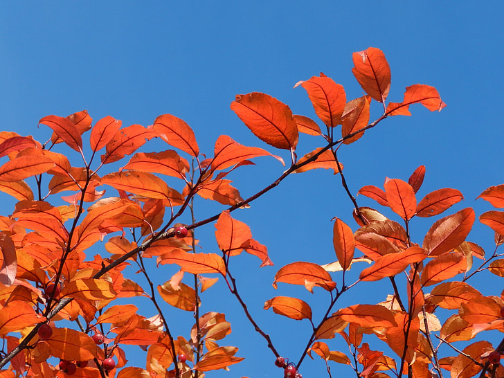 nature, leaves, sky, plant, summer