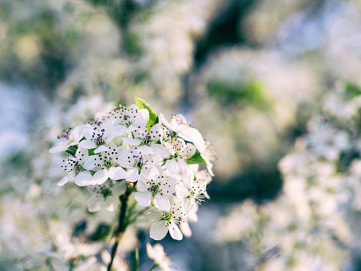 nature, flowers, petals, bloom, white, leaves, close-up