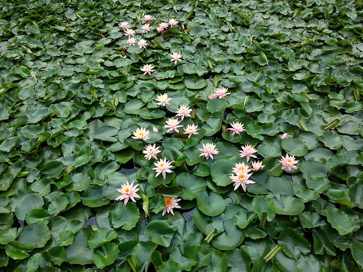 water lilies, plant, the scenery, pond, park, nature, flower