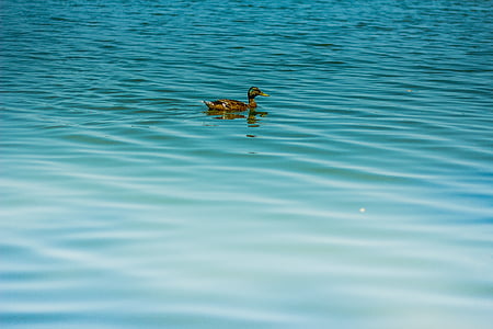 duck, ticks, water, lagoon, lake, nature, pond