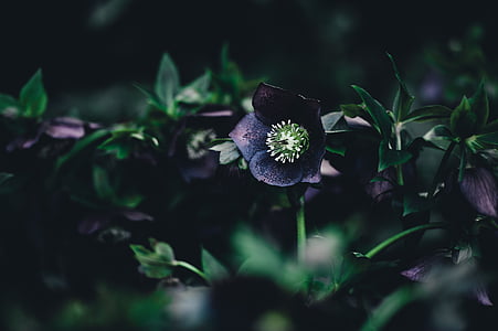 花, 植物, 自然, 黑暗, 模糊, 户外, 美