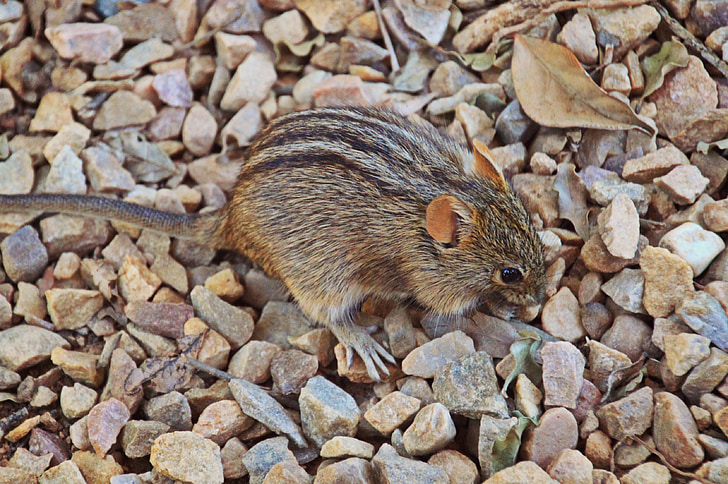 mouse, rodent, animal, african welts grass mouse, mammal, nager, fauna