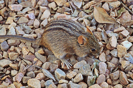 ratón, roedor, animal, ratón de hierba africana verdugones, mamíferos, Nager, fauna