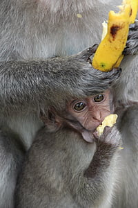 monyet, bayi, äffchen, bayi kera, monyet anak, hewan muda, pisang