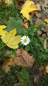 Daisy, listy, Príroda, kvet, kvet, kvet, Leaf