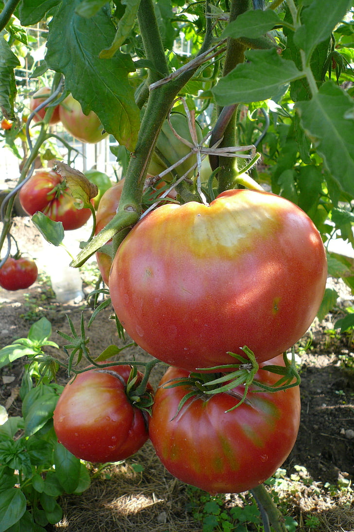tomates, verduras, jardín, alimentos, Frisch, saludable, tomate