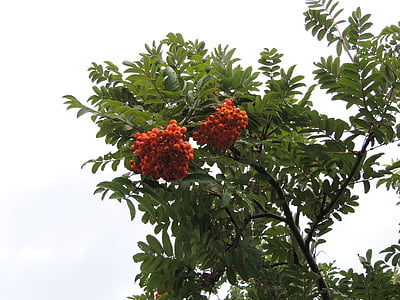 Rowan, μούρο, φυτό, κόκκινο, δέντρο