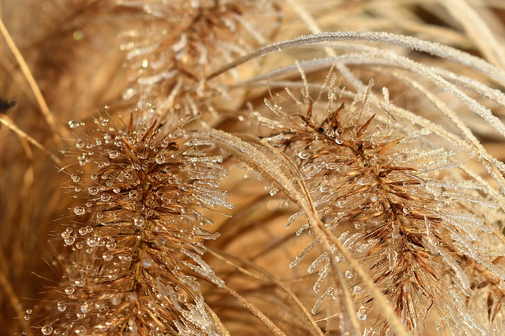 Blatt, Grass, Frost, Herbst, Raureif, gefroren, Kälte