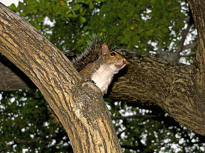 squirrel, tree, rodent, nature, animal, wildlife, outdoors