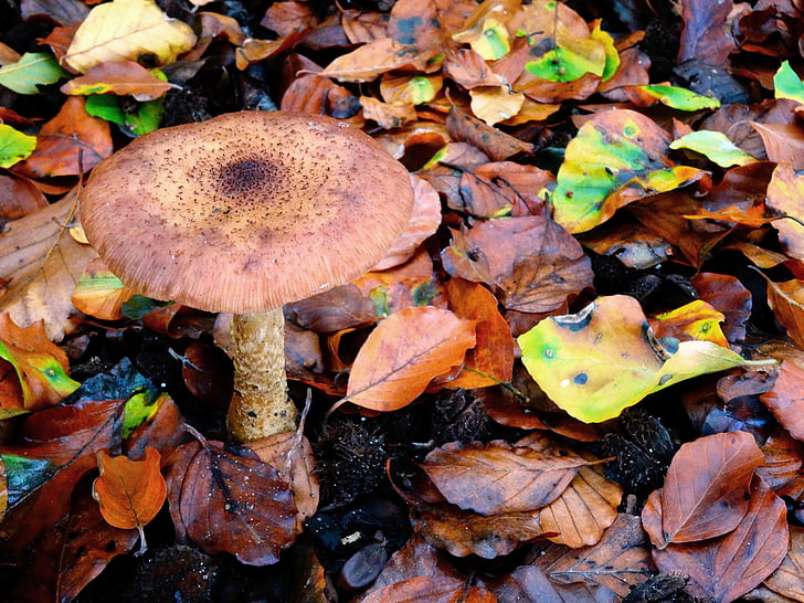 mushroom, autumn, forest, leaves, nature, herbstimpression, moist