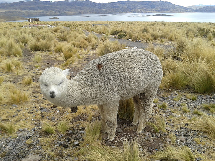 lama, Andes, Peru, domba, alam, hewan, llama