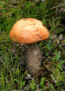fungo, autunno, foresta, funghi