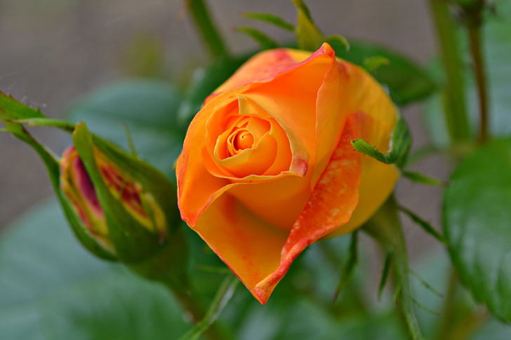 Róża, pomarańczowy, pomarańczowy rose, kwiaty, pomarańczowe kwiaty, ogród, z bliska