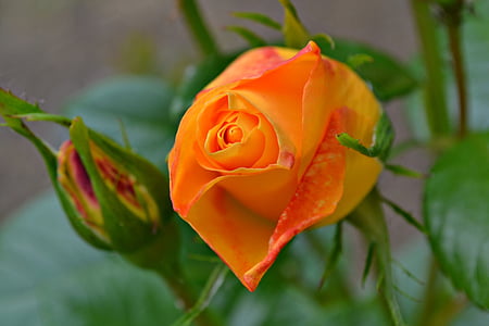 color de rosa, naranja, Rosa naranja, flores, flores de naranja, jardín, cierre para arriba