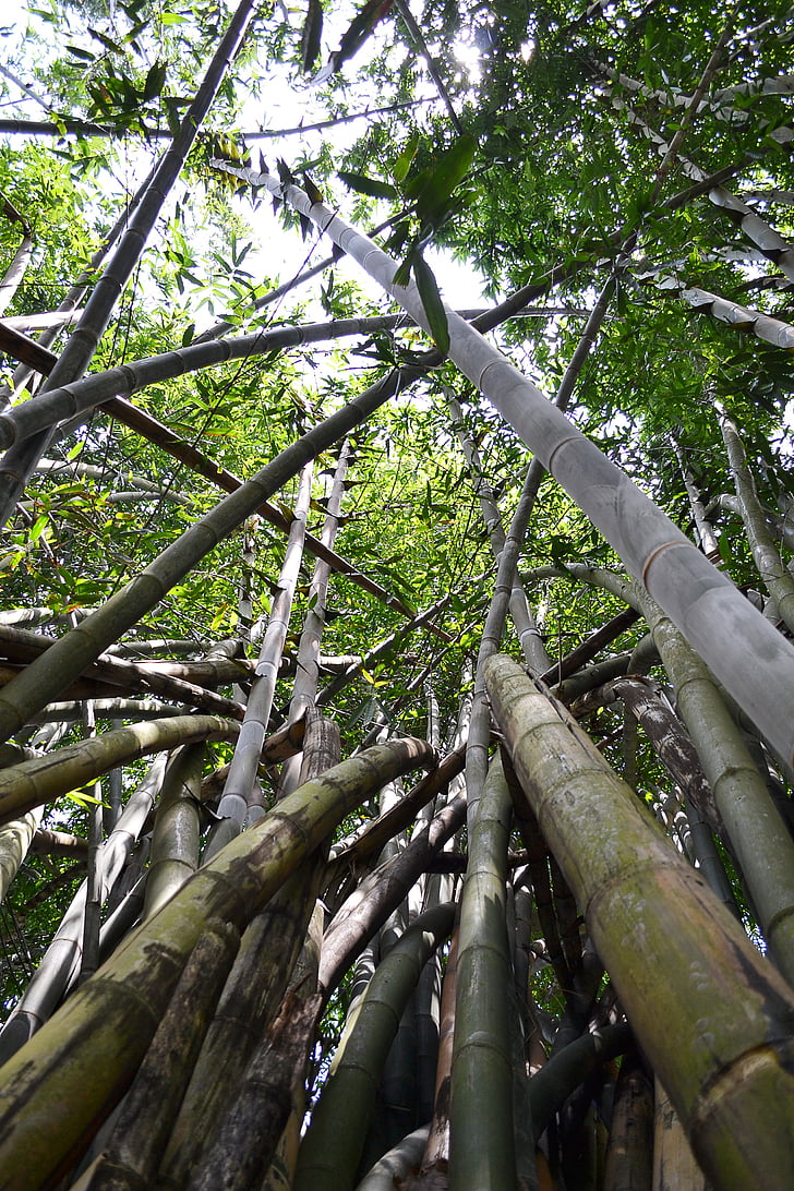 bambusa koku, bambusa, bambusa meža, daba, Sri lanka, saules gaismā, Ceylon