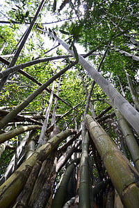 bambusa drevo, bambus, bambus gozd, narave, Šri lanka, sončne svetlobe, Cejlon