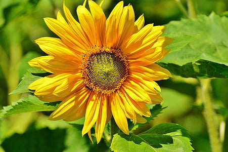 sun flower, bee, summer, garden, blossom, bloom, yellow