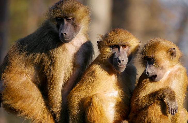 gyvūnai, beždžionė, berberų beždžionės, šeima, kartu, grupė, friends