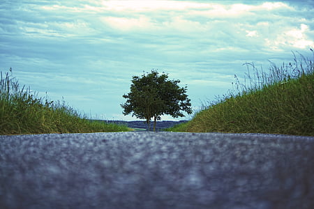 árvore, estrada, natureza, Embora, asfalto, paisagem, sem fim