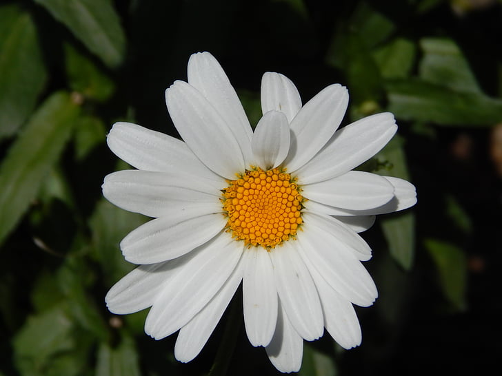 Daisy, kwiat, ogród, kwiaty, Flora, roślina, żółty