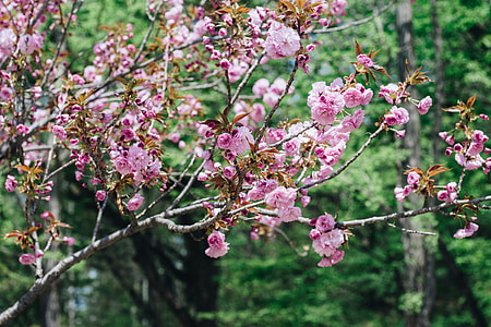 Blume, Kirschenblüten, Saison