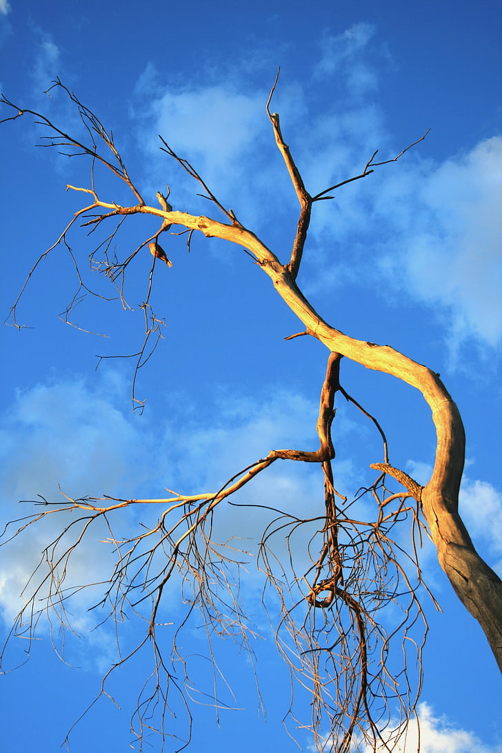 tree, old, dead, dry, sun, bird, sky