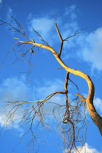 arbre, vieux, morte, sec, Dim, oiseau, Sky