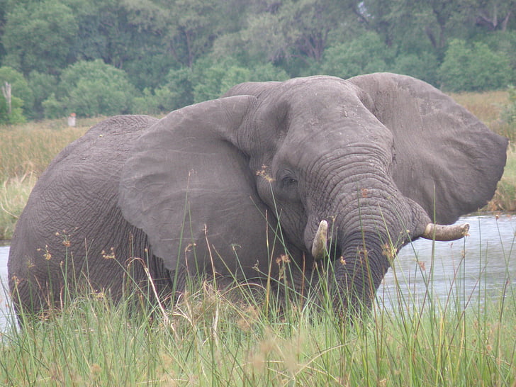 olifant, dieren in het wild, Wild, dier, Tusker, grote, zoogdier