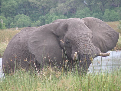 elephant, wildlife, wild, animal, tusker, large, mammal