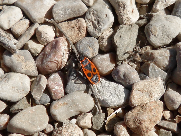Eurydema ornatum, bug-ul roşu, insectă Beetle, pietre