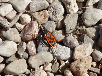 eurydema ornatum, red bug, beetle insect, stones
