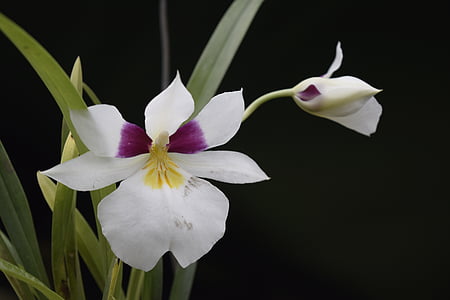 orchidea, virág, természet, Nikon d5300