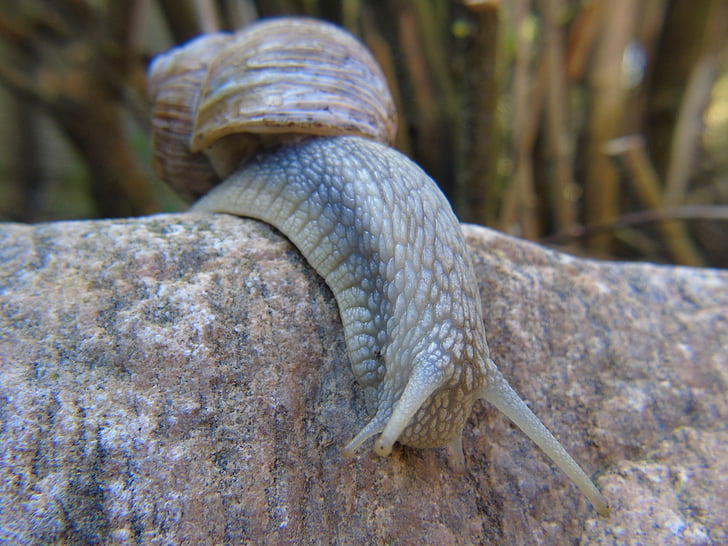 snail, shell, mucus, close, macro, slowly, crawl