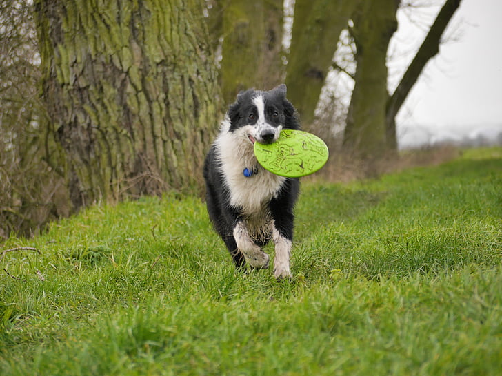 dog, frisbee, play, run, pets, border Collie, animal