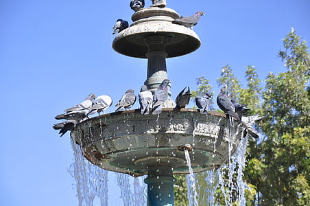source, pigeons, pool, water, peru, hot, summer