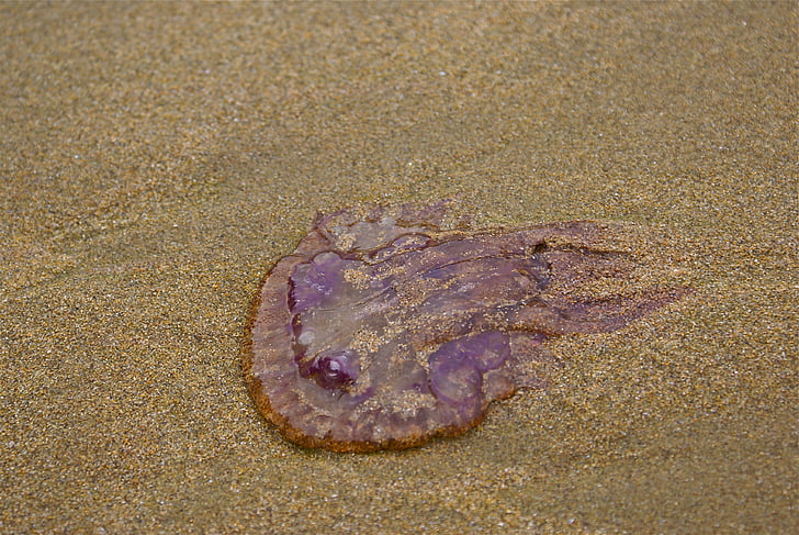 медузи, пісок, пляж, копалини, єдиний об'єкт, немає людей, одна тварина