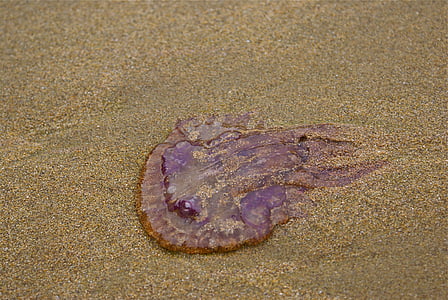 Медуза, пясък, плаж, изкопаеми, един обект, няма хора, едно животно