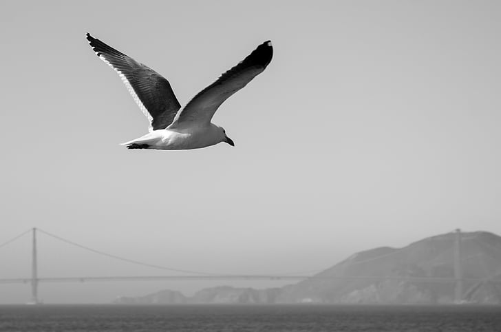 Sea gull, czarno-białe, San francisco, Golden gate bridge, Most, Kalifornia, Stany Zjednoczone Ameryki