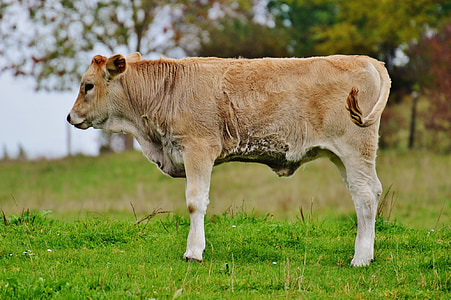vacas, Allgäu, lindo, rumiante, ganado lechero, del pasto, animal