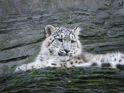 leopardo delle nevi, animali, natura, Zoo di, selvaggio, fauna selvatica, pelliccia